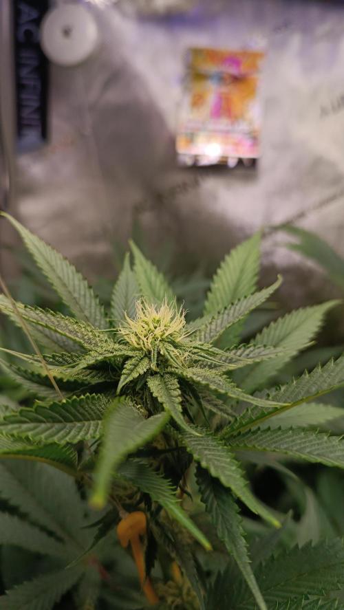 Rocko's Dutch Passion Double Run. Week 13 - WG 33 