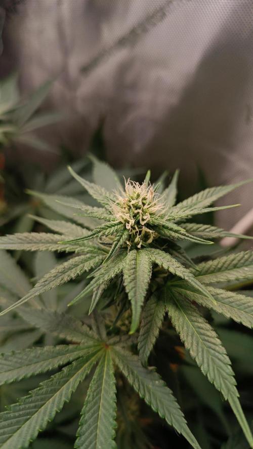 Rocko's Dutch Passion Double Run. Week 13 - TSK 