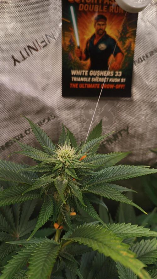 Rocko's Dutch Passion Double Run. Week 13 - WG 33 