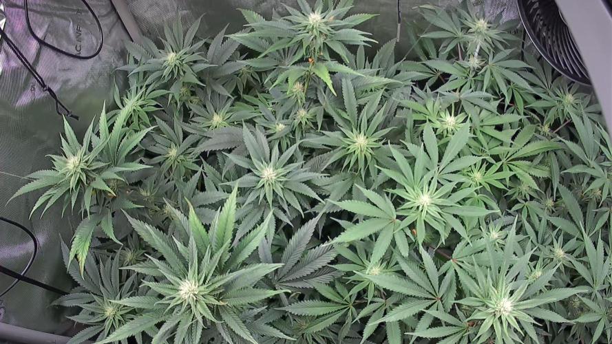 Rocko's Dutch Passion Double Run. Week 13 - Growcam 