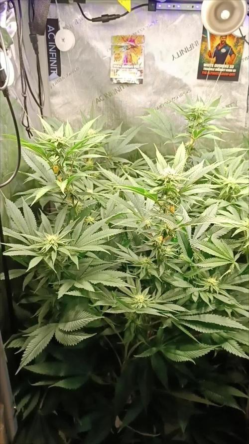 Rocko's Dutch Passion Double Run