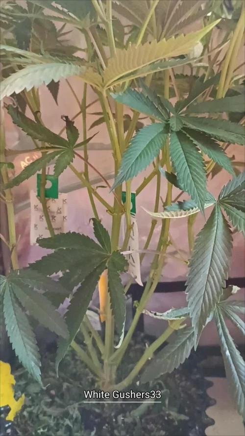 Rocko's Dutch Passion Double Run