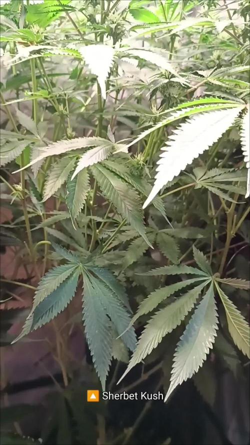 Rocko's Dutch Passion Double Run