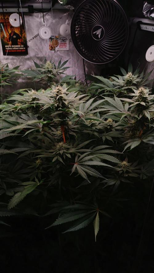 Rocko's Dutch Passion Double Run. Week 14 - TSK Day 91