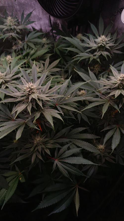 Rocko's Dutch Passion Double Run. Week 14 - TSK Day 91