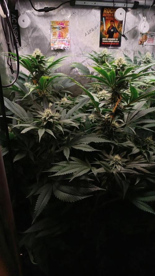 Rocko's Dutch Passion Double Run. Week 14 - WG 33 Day 91