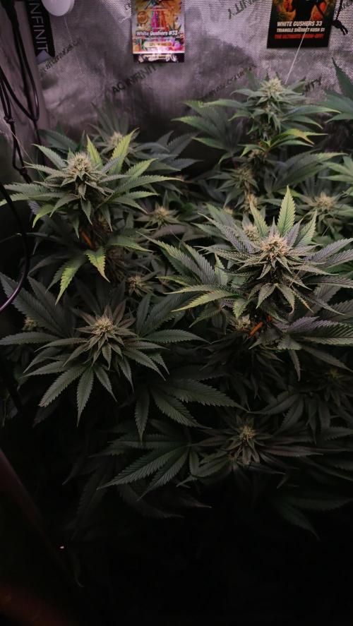 Rocko's Dutch Passion Double Run. Week 14 - WG 33 Day 91