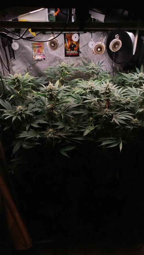 Rocko's Dutch Passion Double Run. Week 14 - Bloom Day 31 