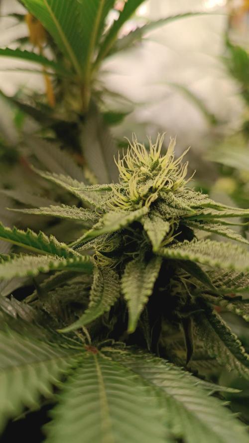 Rocko's Dutch Passion Double Run. Week 14