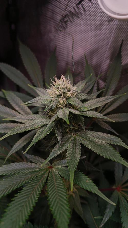 Rocko's Dutch Passion Double Run. Week 14