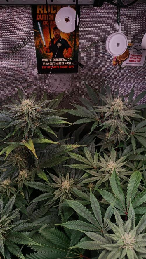 Rocko's Dutch Passion Double Run. Week 14