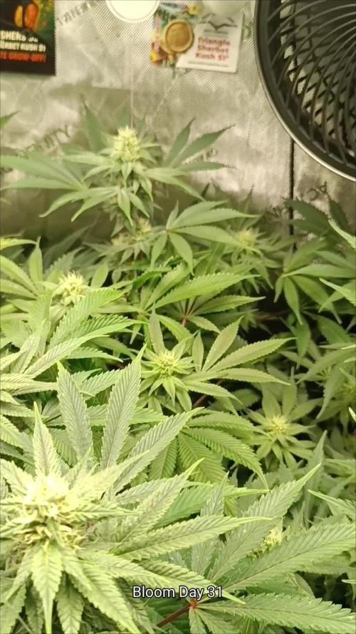 Rocko's Dutch Passion Double Run