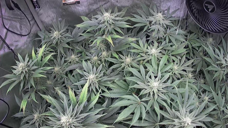 Rocko's Dutch Passion Double Run. Week 14