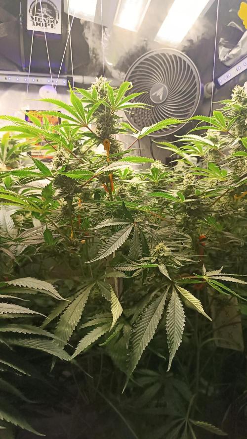 Rocko's Dutch Passion Double Run. Week 15 - TSK Bloom Day 38 