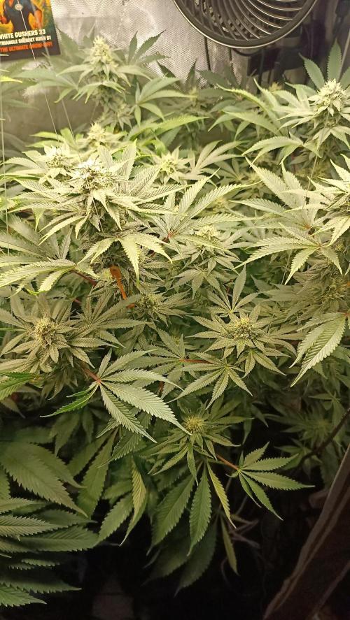 Rocko's Dutch Passion Double Run. Week 15 - TSK Bloom Day 38 