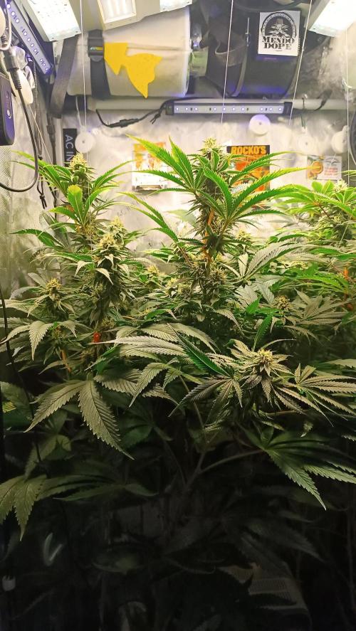 Rocko's Dutch Passion Double Run. Week 15 - WG 33 Bloom Day 38 