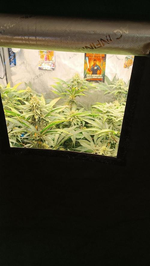 Rocko's Dutch Passion Double Run. Week 15