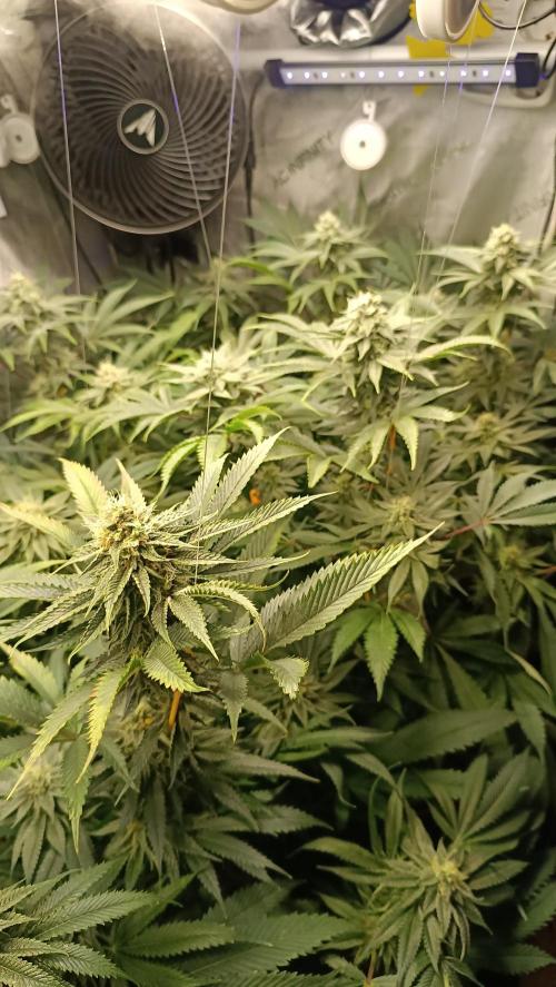 Rocko's Dutch Passion Double Run. Week 15 - Day 98 