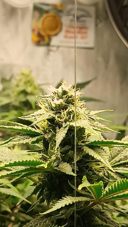 Rocko's Dutch Passion Double Run. Week 15 - TSK 