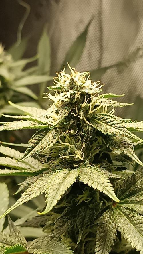 Rocko's Dutch Passion Double Run. Week 15 - TSK 