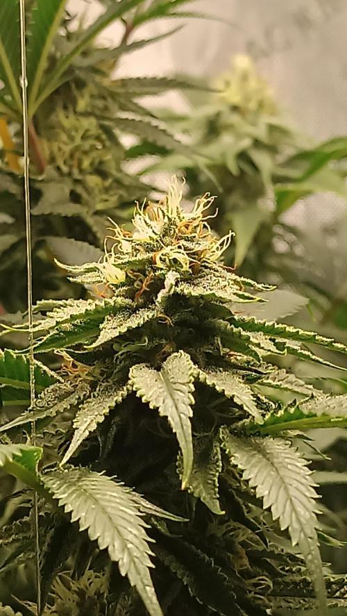 Rocko's Dutch Passion Double Run. Week 15 - WG 33 