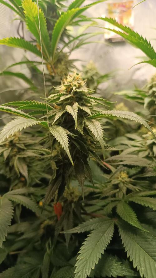 Rocko's Dutch Passion Double Run. Week 15 - WG 33 