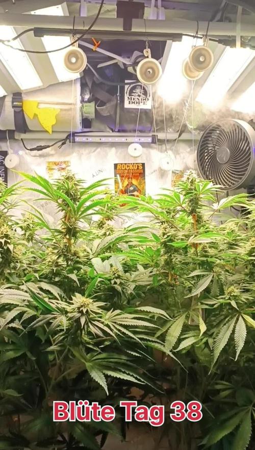 Rocko's Dutch Passion Double Run