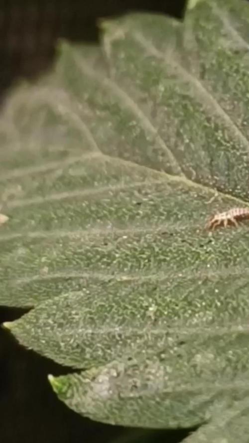 Rocko's Dutch Passion Double Run