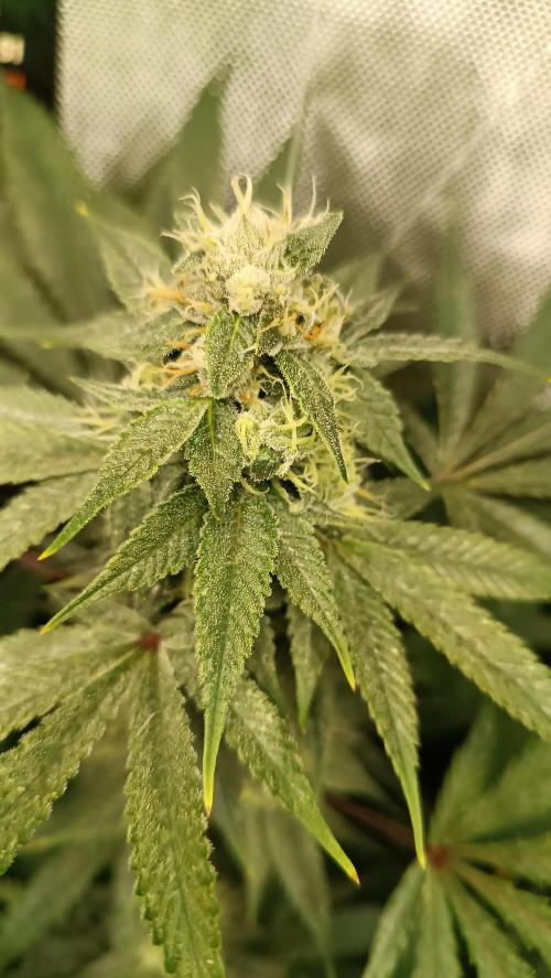 Rocko's Dutch Passion Double Run. Week 16 - TSK 