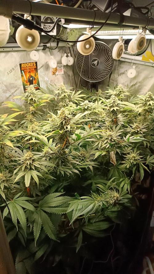 Rocko's Dutch Passion Double Run. Week 16 - Day 105