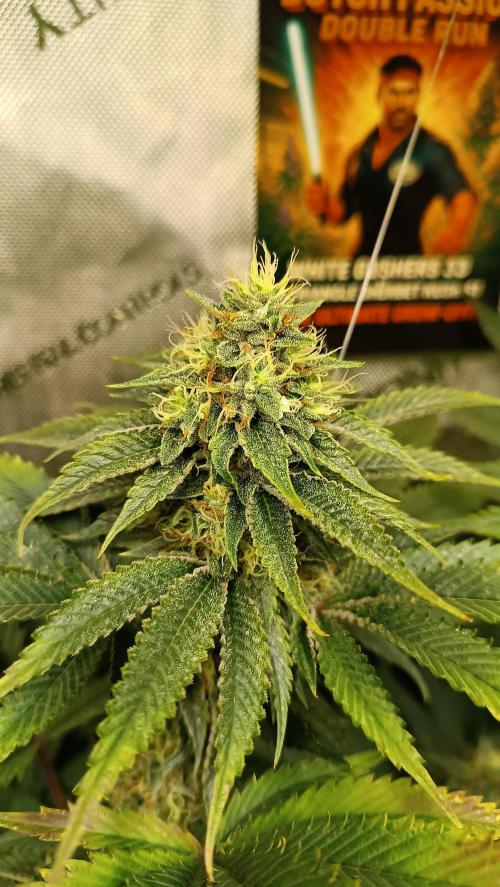 Rocko's Dutch Passion Double Run. Week 16 - WG 33 