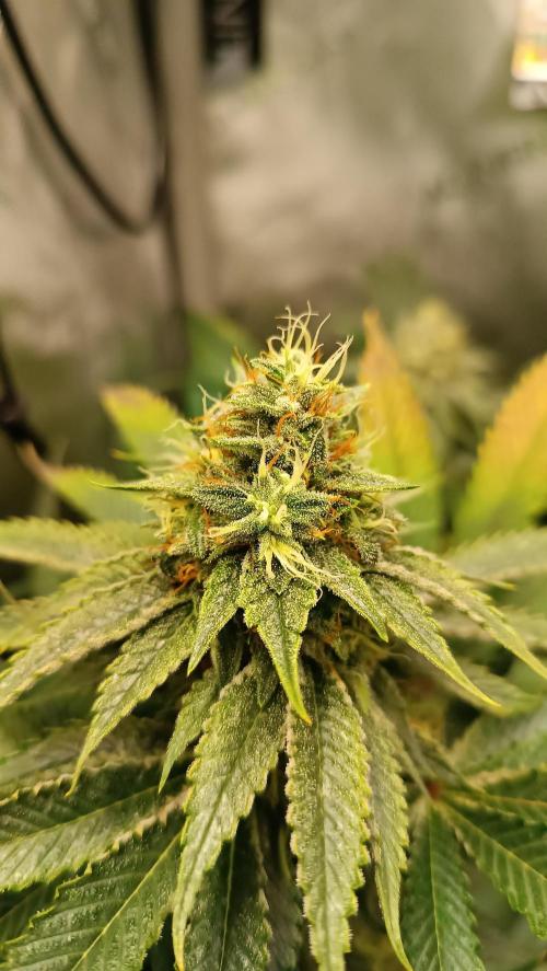 Rocko's Dutch Passion Double Run. Week 16 - WG 33 