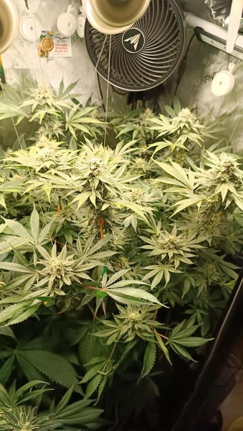 Rocko's Dutch Passion Double Run. Week 16 - TSK Bloom Day 45 