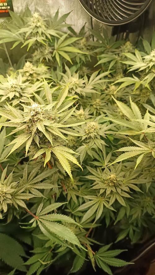 Rocko's Dutch Passion Double Run. Week 16 - TSK Bloom Day 45