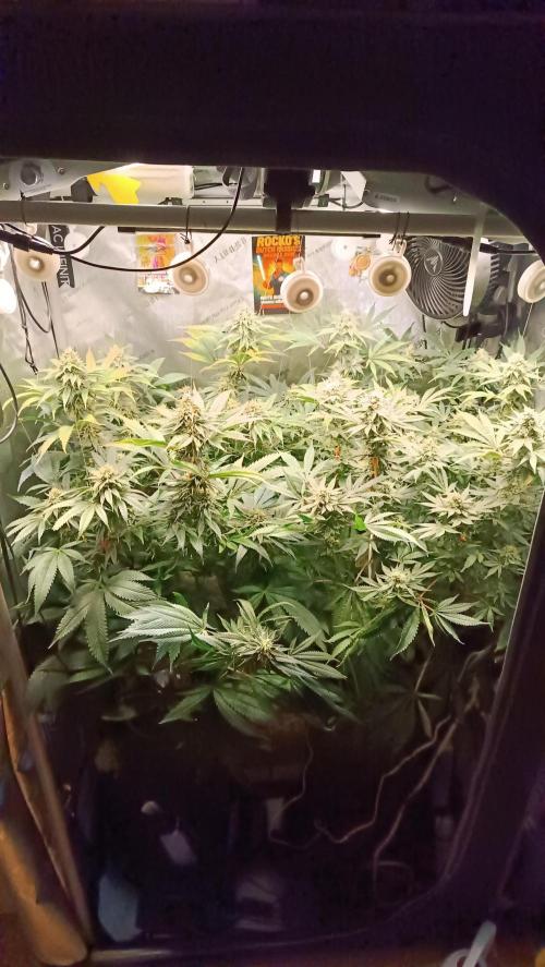 Rocko's Dutch Passion Double Run. Week 16 - Day 105