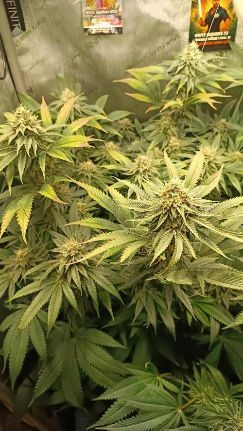 Rocko's Dutch Passion Double Run. Week 16 - WG 33 Bloom Day 45