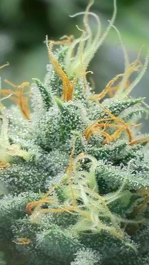 Rocko's Dutch Passion Double Run. Week 16 - WG 33 