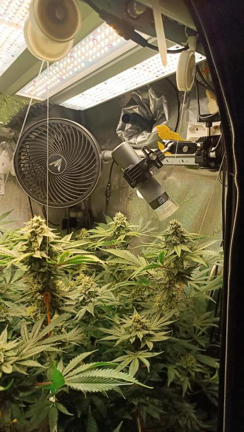 Rocko's Dutch Passion Double Run. Week 16