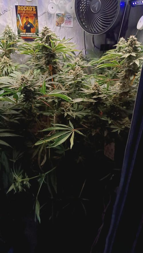 Rocko's Dutch Passion Double Run. Week 17 - TSK Bloom Day 52