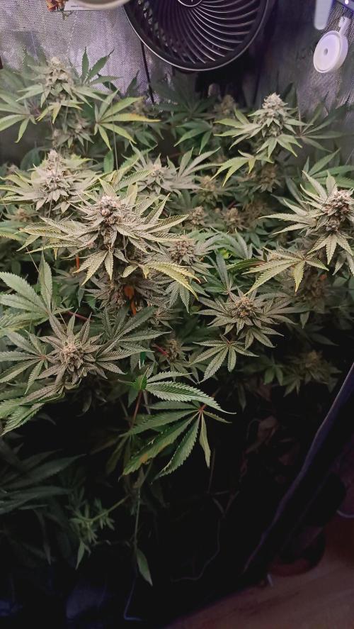 Rocko's Dutch Passion Double Run. Week 17 - TSK Bloom Day 52