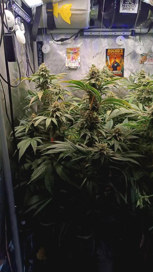 Rocko's Dutch Passion Double Run. Week 17 - WG 33 Bloom Day 52