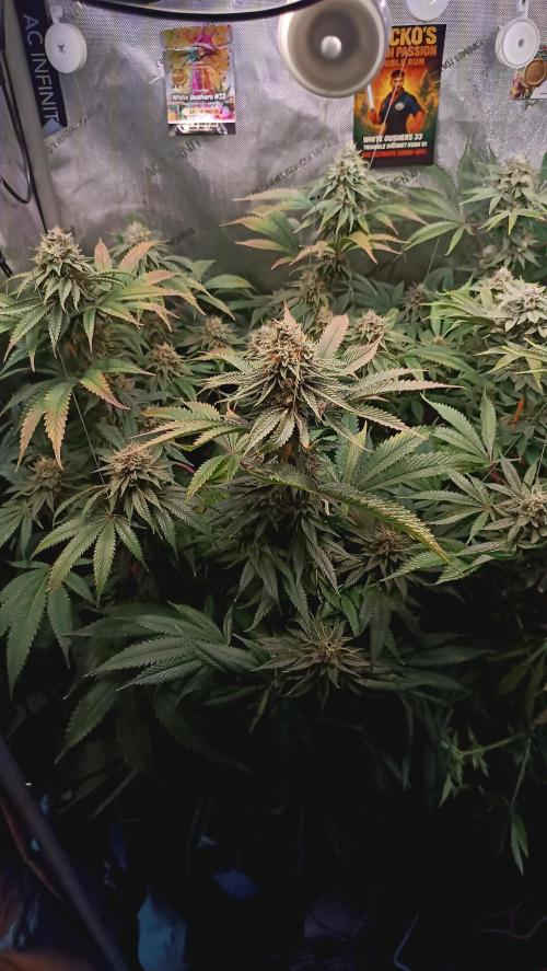 Rocko's Dutch Passion Double Run. Week 17 - WG 33 Bloom Day 52