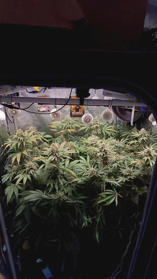 Rocko's Dutch Passion Double Run. Week 17 - Day 112