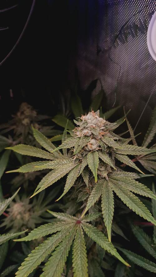 Rocko's Dutch Passion Double Run. Week 17 - TSK 