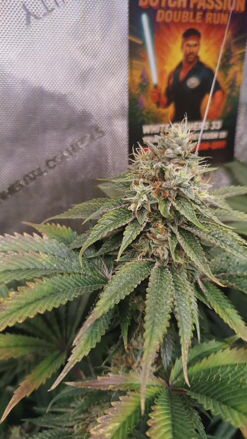 Rocko's Dutch Passion Double Run. Week 17 - WG 33 