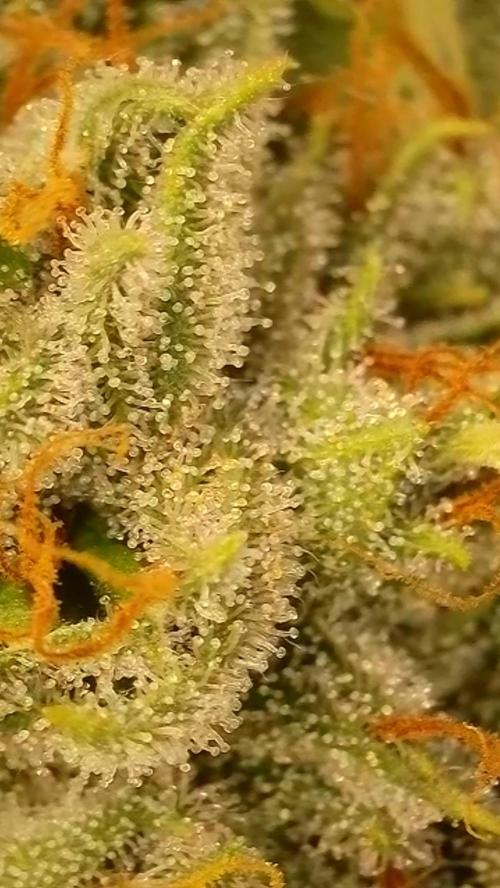 Rocko's Dutch Passion Double Run. Week 17 - WG33 