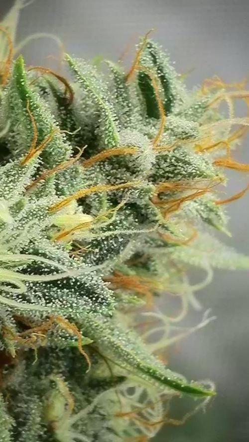 Rocko's Dutch Passion Double Run. Week 17 - WG33 