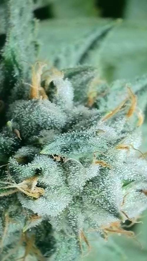 Rocko's Dutch Passion Double Run. Week 17 - TSK 