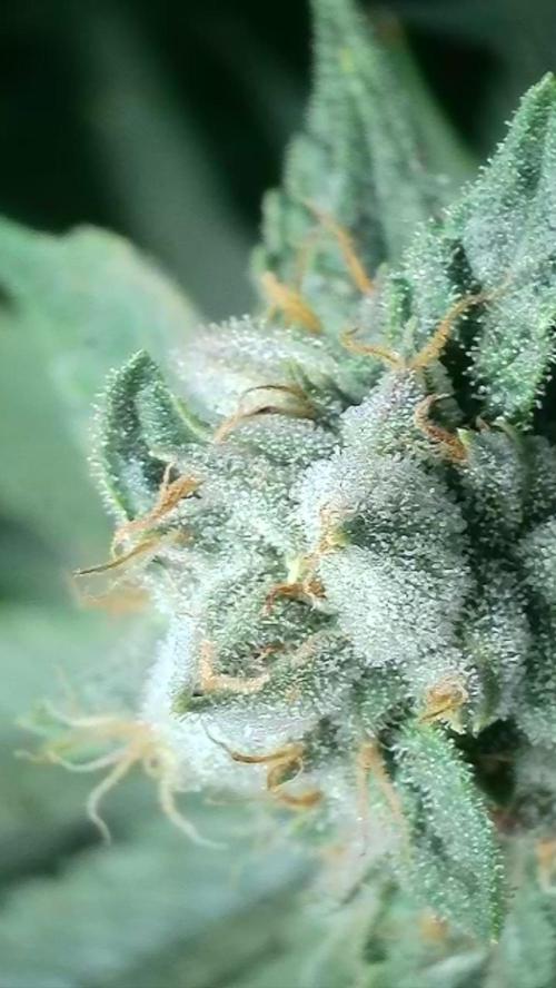 Rocko's Dutch Passion Double Run. Week 17 - TSK 