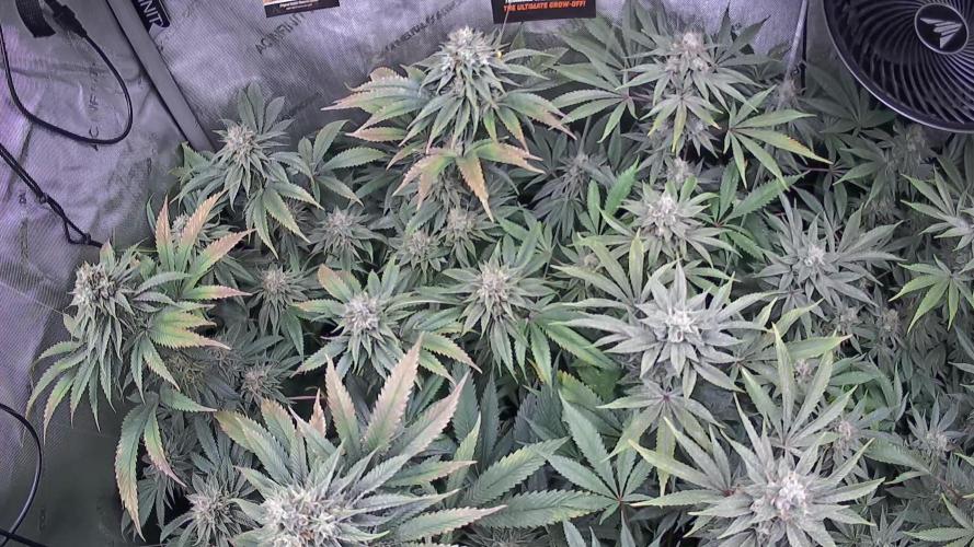 Rocko's Dutch Passion Double Run. Week 17 - Growcam 
